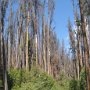 <br />					It was distressing to witness the death of so many pines and spruces because warmer winters fail to control the pest population.