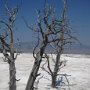 The constantly changing travertine sometimes envelopes tress.<br />					