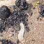 Uh-oh. Bear scat, complete with berries. Fortunately, it was at least a day old and grizzlies are very rare in this part of the state.<br />					