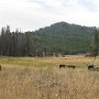 We return to the cabin and find it surrounded by beef cattle.<br />					