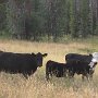 They were curious about us but also wanted to stay away.<br />					