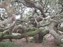 IMG 4042