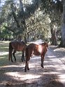 IMG 4067