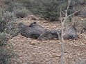 66IMG 0251