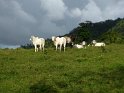 Cattle look us over as we hike down the mountain to town.