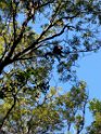 A white-faced monkey. These and the spider monkeys are common here. We also heard a howler monkey, which sounds like a lion roaring.