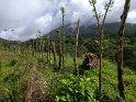 This highland region of Costa Rica is a rainforest at upper elevations and range land at medium elevation.
