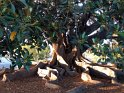 The largest fig tree in the United States, near Santa Barbara's Amtrak station. We saw similar trees in Costa Rica.
