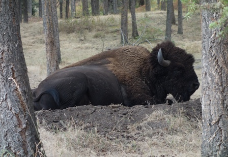 bison