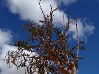 27sw  A bristlecone pine.