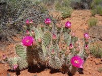 28sw  We hiked through Snow Canyon state park just as the cactus were blooming.