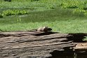 A marmot looks us over