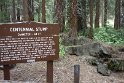 People "back East" disbelieved the natural size of Sequoias