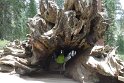 This fallen tree has served as a tavern and stable
