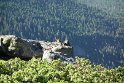 A mama marmot and cub