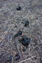 Evidence in favor of the bear box!