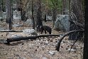 We encountered a couple bears on the trip