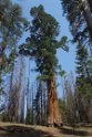 After completing the Loop, we revisited the magnificent Sequoias again