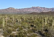 A saguaro forest at sunset