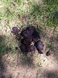7bear scat