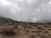 3clouds High wind and rain squalls chased us on our first day in Joshua National Park. The Park is named for the joshua trees, which grow only here. They spread out...